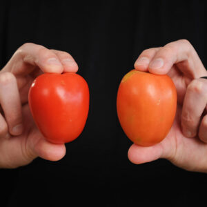 Pick Darker Red Tomatoes